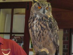 Eagle Owl Gallery