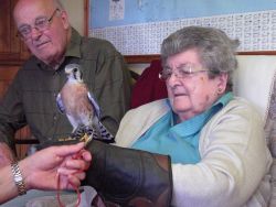 Brian and Marg and a Kestrel Gallery